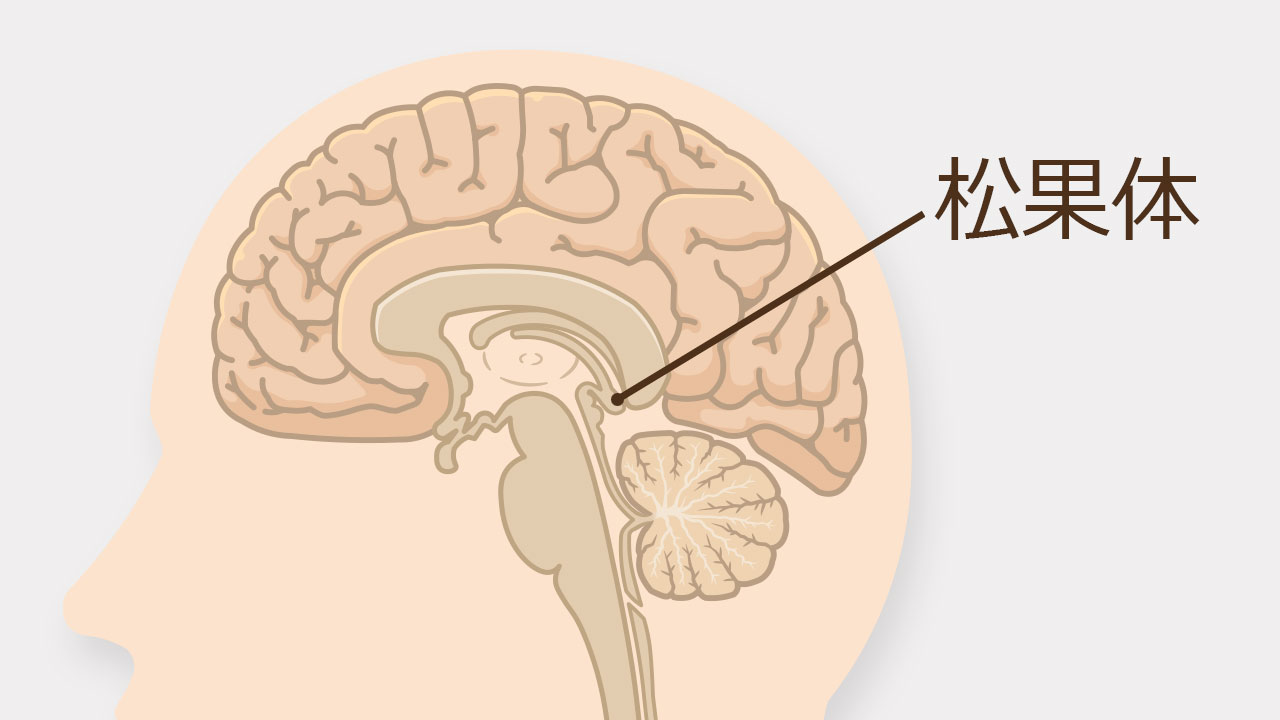 松果体